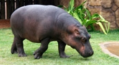 Filhote de hipopótamo é nova atração do Aquário Natal